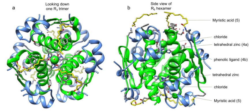 Figure 3: Insulin detemir hexamer (PDB ID 1xda, Whittingham et al., 1997), shown in ribbon representation. a. View looking down one of the R3 faces of the hexamer. The chloride ion is marked with a red Asterix for reference. b. View looking from the side so that the Asterix marked chloride ions is on the top. The insulin A-chains are colored blue and B-chains are colored green. The zinc, chloride, waters, and phenolic ligands are colored using CPK colors, shown in ball and stick representations, and labeled. The myristic acids attached to the B-chains are shown in yellow stick figures at the top and bottom of the hexamers. Labels with numbers indicate the figure numbers, showing details of that region/structural element.