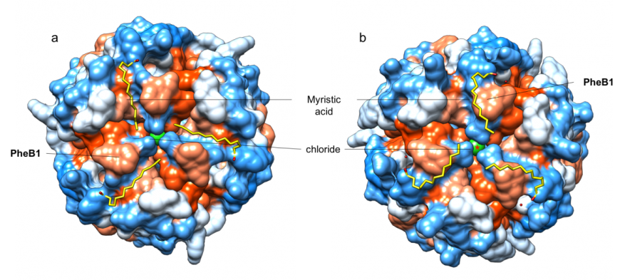 Figure 5: Surface representation of insulin detemir hexamer faces (PDB ID 1xda, Whittingham et al., 1997). a. Bottom face of Figure 3b, and b. top face of Figure 3b. Hydrophobic surfaces are colored orange, and hydrophilic surfaces are colored blue (according to the Kyte-Doolittle scale). Myristic acid tail color coding and red Asterix as in Figure 3. 