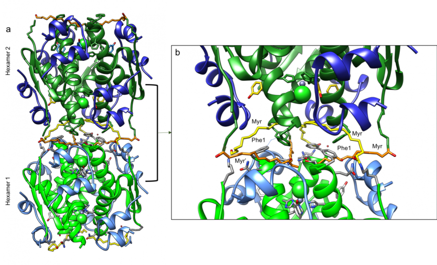 Figure 6: Insulin detemir dihexamer (PDB ID 1xda, Whittingham et al., 1997), shown in ribbon representation. a. Two hexamers are shown – hexamer 1 is colored as in figure 3, while hexamer 2 is colored in darker shades of the same colors. b. Close-up of interactions stabilizing the dihexamer formation. Color coding as in Figure 3. 
