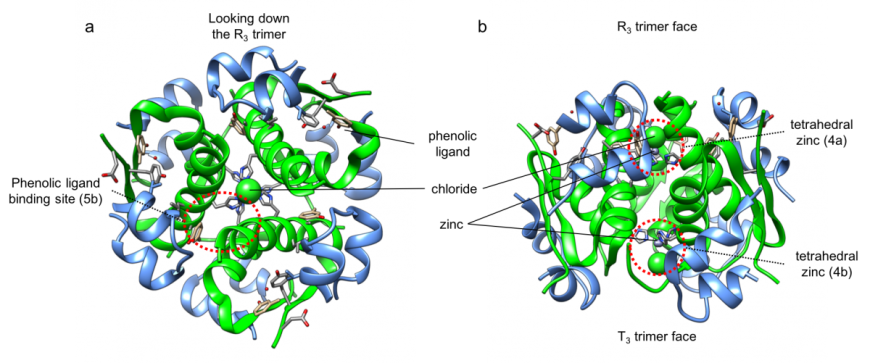 Figure 3: Insulin aspart hexamer (PDB ID 4gbc, Palmeri et al., 2013), shown in ribbon representation. a. View looking down the R3 face of the hexamer; and b. View looking from the side so that the R3 face is up and the T3 face is down. The insulin A-chains are colored blue and B-chains are colored green. The zinc, chloride, waters, and phenolic ligands are colored using CPK colors, shown in ball and stick representations, and labeled. Circles with red dashed lines represent areas of the structure expanded in Figures 4a, 4b and 5b.