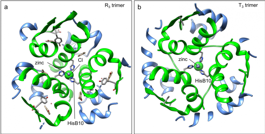 Figure 4: Insulin aspart hexamer (PDB ID 4gbc, Palmeri et al., 2013), in ribbon representation, showing a close-up of tetrahedral zinc binding by the a. R3 trimer; and b. T3 trimer. Color coding as in Figure 3.