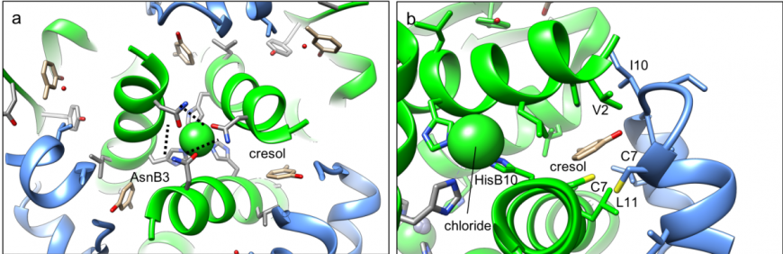 Figure 5: Insulin aspart (PDB ID 4gbc, Palmeri et al., 2013) in ribbon representation. a. electrostatic interactions between adjacent AsnB3 residues in the R3 trimer. b. Hydrophobic amino acid residues lining the phenolic ligand (cresol) binding site, marked with their one letter code and position on the chain. Color coding as in Figure 3.