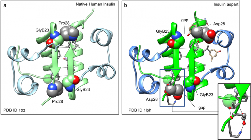 Figure 6. Interactions stabilizing dimer formation of insulin: a. wild-type human insulin (PDB ID 1trz, Ciszak and Smith, 1994); and b. insulin aspart (PDB ID 4gbc, Palmeri et al., 2013). The protein structures are shown in ribbon representation. Color coding as in Figure 3. Atoms of GlyB23, AspB28 and ProB28 residues in the B-chain are shown as spheres. Hydrogen bonds between the insulin monomer β-strands are shown as thin lines.