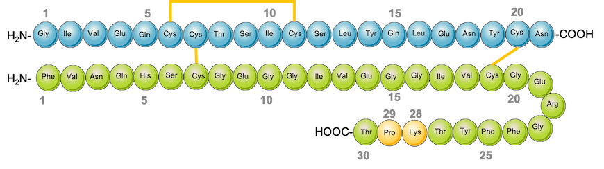 PDB-101: Diabetes Mellitus: Diabetes Mellitus: undefined: Insulin Lispro