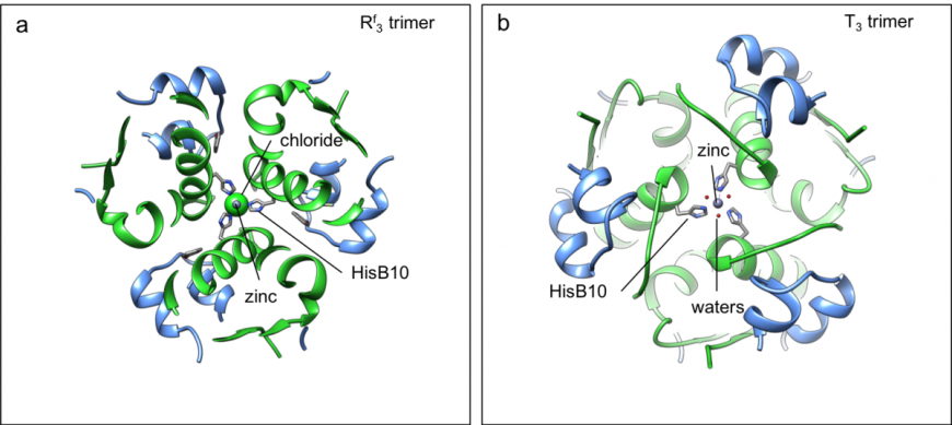 Figure 4: Insulin lispro hexamer (PDB ID 1lph, Ciszak et al., 1995), in ribbon representation, showing a close-up of a. tetrahedral zinc binding by the Rf3 trimer; and b. octahedral zinc binding by the T3 trimer. Color coding as in Figure 3.
