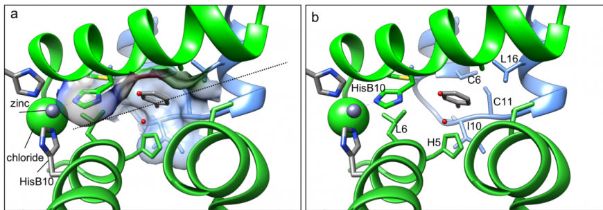 Figure 5: Insulin lispro (PDB ID 1lph, Ciszak et al., 1995) in ribbon representation. showing a. Hydrophobic surface of the phenol binding site with a bound phenol. Adjacent dimer boundaries marked by a dashed line. b. Amino acid residues lining the phenol binding site, marked with their one letter code and position on the chain. H-bonds between phenolic ligand and CysA6 and CysA11 are not marked for clarity. Color coding as in Figure 3.