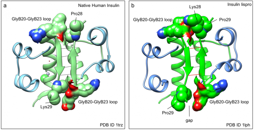 Figure 6: Interactions stabilizing dimer formation of insulin: a. wild-type human insulin (PDB ID 1trz, Ciszak and Smith, 1994); and b. insulin lispro (PDB ID 1lph, Ciszak et al., 1995). The protein structures are shown in ribbon representation, while the interacting surfaces of the Gly20-Gly23 loop is also shown. Hydrogen bonds between the insulin monomer β-strands are shown as thin lines – (black lines ~2.9 Å and red lines ~3.2 Å.)