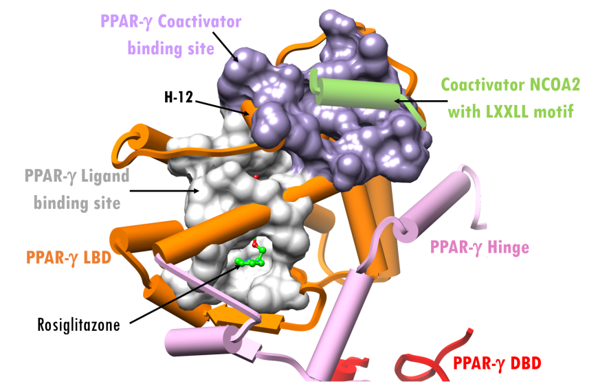 Figure 5. X-ray structure of the active state complex of PPAR-γ–RXR-α-PPRE depicting the ligand binding and coactivator binding sites on PPAR-γ (PDB ID 3dzy, Chandra et al., 2008). (RXR- α and its ligand were omitted for clarity). Representation and color coding: PPAR-γ cylinders and arrows, DNA binding domain (DBD) red; hinge pink; ligand binding domain (LBD) orange; PPAR-γ agonist ligand, rosiglitazone ball-and-stick green/red;coactivator cylinder, green; ligand binding site surface silver; coactivator binding site surface purple.
