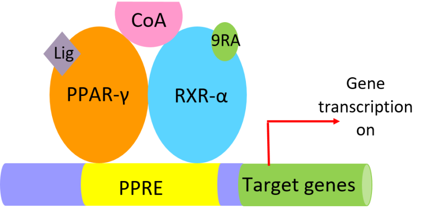 Figure 2. Cartoon representation of components of the PPAR-γ-RXR-α active complex bound to PPRE sequences activating insulin-responsive genes.