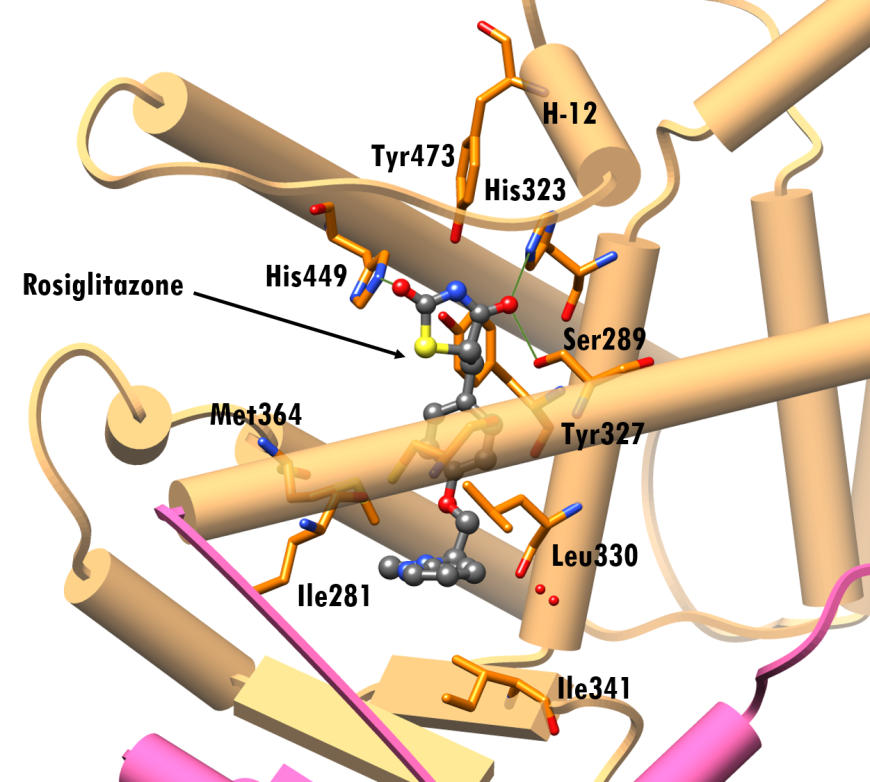 Figure 5. Interactions of rosiglitazone at the LBD of PPAR-γ (PDB ID 4ema; Liberato et al., 2012). Rosiglitazone is shown in a ball-and-stick representation, color-coded by atom type (C: gray; N: blue; O: red; S: yellow). Residues within 4.0Å of rosiglitazone are shown as stick figures. Representation and color coding: PPAR-γ (LBD) beige cylinders, hinge pink cylinder; green lines hydrogen bonding interactions