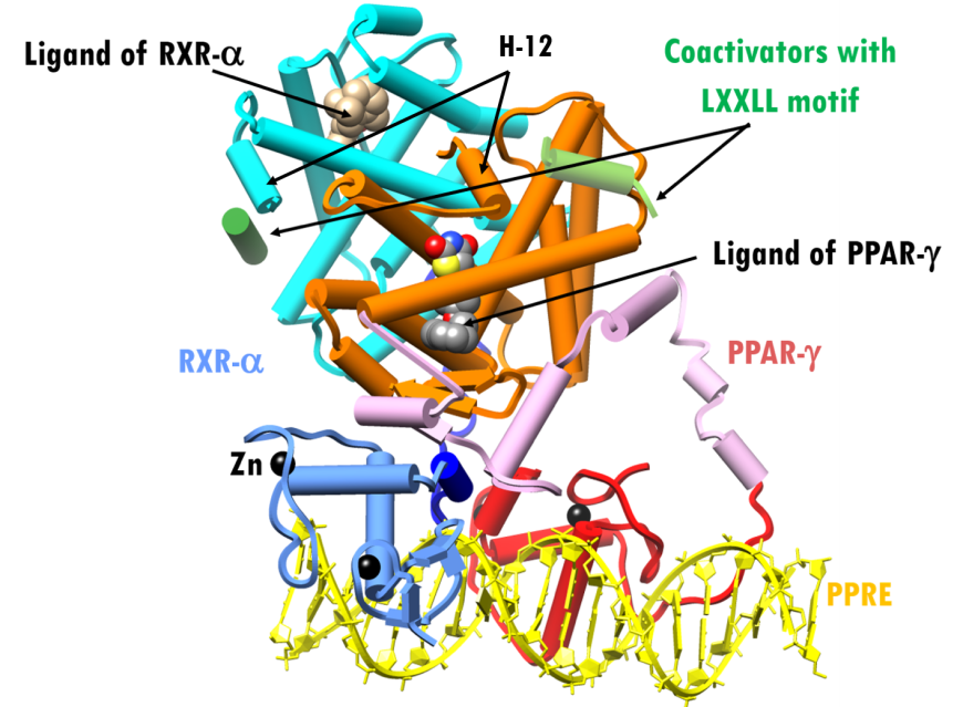 Figure 3. X-ray structure of PPAR-γ–RXR-α complex plus agonist ligands and coactivators bound to a PPRE (PDB ID 3dzy; Chandra et al., 2008). Representation and color coding: PPAR-γ cylinders and arrows, red, pink, orange; RXR-cylinders and arrows, blue, dark blue, cyan; RXR-α ligand space-filling beige; PPAR-γ ligand space-filling grey; Zn2+spheres black; coactivators cylinder, green. PPRE DNA ribbons and slabs, yellow.