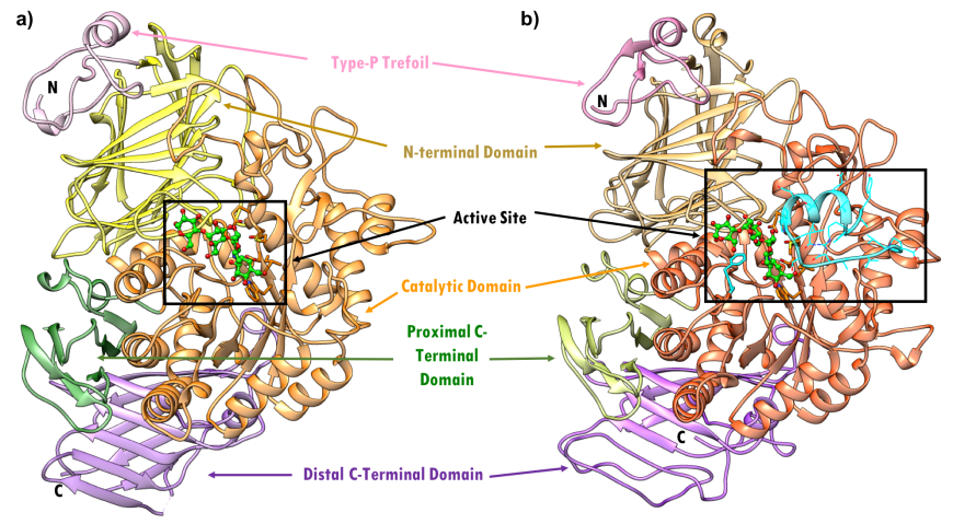 Figure 10. Ribbon representation of MGAM in complex with acarbose - (a) NtMGAM (PDB ID 2qmj; Sim et al., 2008). (b) CtMGAM (PDB ID 3top; Ren et al., 2011). Individual structural subdomains are highlighted in different colors. Active site residues are shown as stick figures. CtMGAM has 21 additional residues in the catalytic domain, highlighted by the cyan ribbon. Acarbose is shown in ball and stick representation, color-coded by atom type (C: green; N: blue; O: red). 