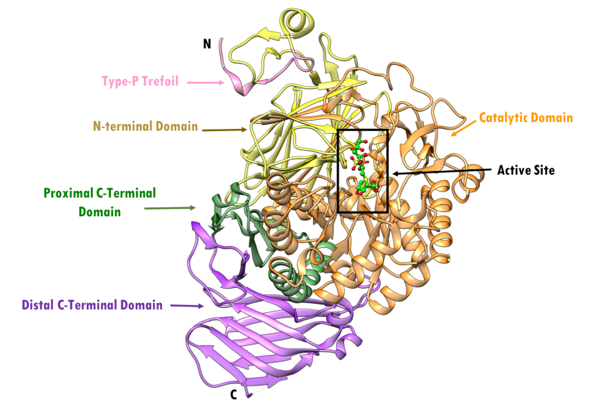 Figure 14. Ribbon representation of NtSI and its subdomains in complex with kotalanol, with individual structural subdomains highlighted in different colors (PDB ID 3lpp; Sim et al., 2010). Active site residues are shown as stick figures. Kotalanol is shown in ball and stick representation, color-coded by atom type (C: green; N: blue; O: red; S: yellow).