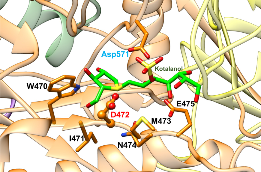 Figure 15. Close-up view of the catalytic barrel domain of NtSI with catalytic signature residues WIDMNE shown in orange. The catalytic nucleophile Asp is labeled in red and the acid/base residue Asp in blue (PDB ID 3lpp; Sim et al., 2010). Kotalanol is shown as a stick figure, color-coded by atom type (C: green; N: blue; O: red; S: yellow).

 