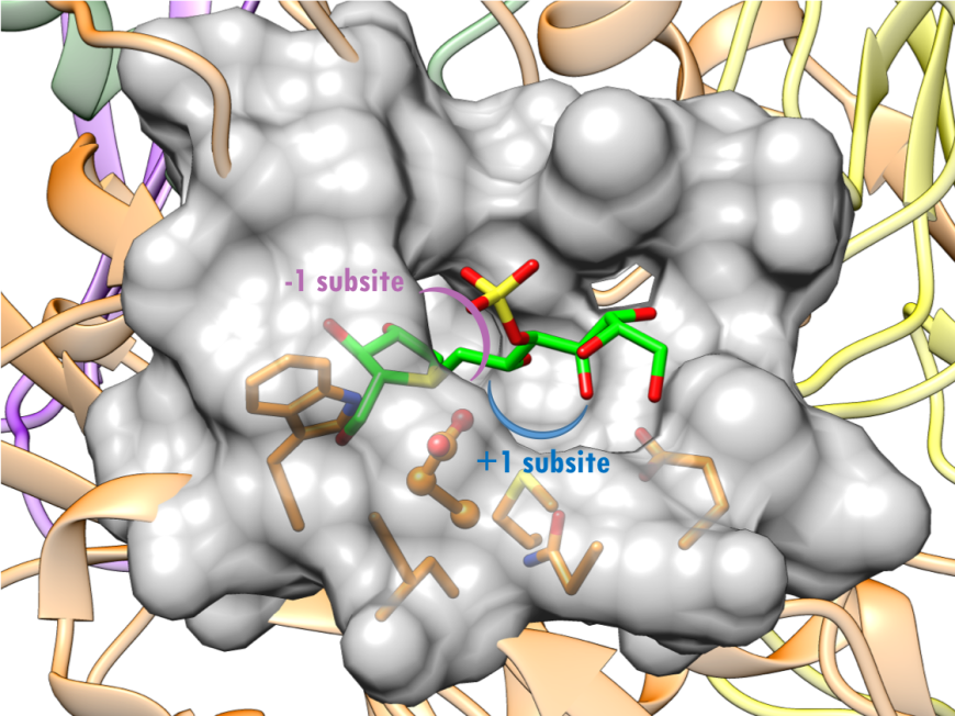 Figure 16. Surface representation of the active site of NtSI (PDB ID 3lpp; Sim et al., 2010). Kotalanol is shown as a stick figure, color-coded by atom type (C: green; N: blue; O: red; S: yellow). The sugar subsites -1, +1 are shown in purple, blue arcs respectively.