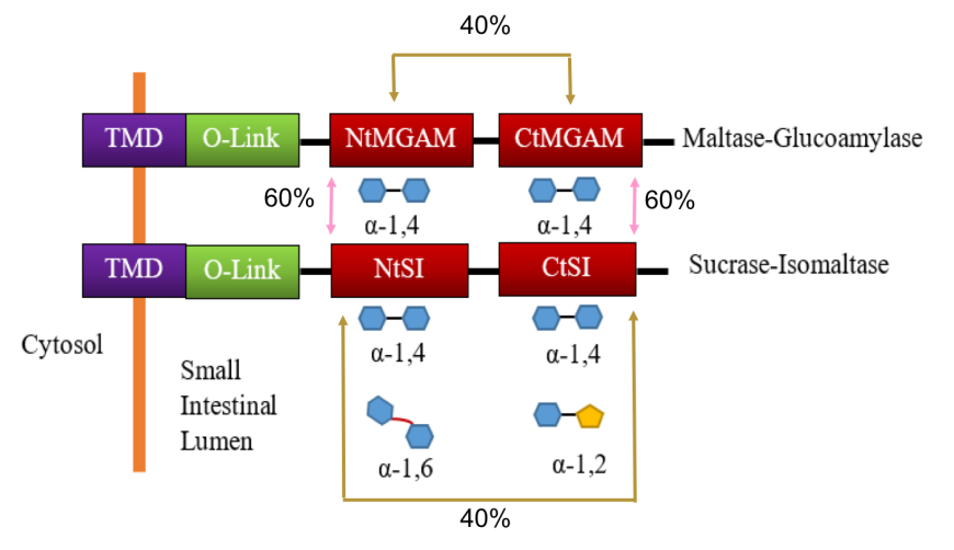 Figure 17:  Schematic representation of protein organization of MGAM and SI and their hydrolytic activity. Source: Adapted from (Jones, et al. 2011).