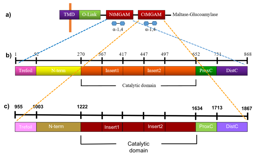 Figure 9. Linear schematic representation of the NtMGAM and CtMGAM structural domains. Source: Adapted from (Sim et al., 2008, Ren et al., 2011).