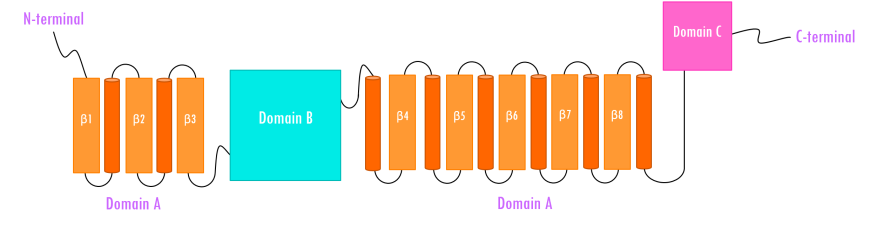Figure 4. Topology of human pancreatic alpha amylase. Domain A (orange) consisting of 8 β-sheets/α-helical domain that forms a barrel (residues 1-99 and 169-404). The β-sheets (orange) are labeled β1 through β8 with each succeeding α-helices (red orange). Domain B (sky blue) interrupts Domain A between β3 and its corresponding α-helix (residues 100-168). Domain C (pink) is a small, structurally independent antiparallel β barrel (residues 405-496). Adapted from Levine, 2011.