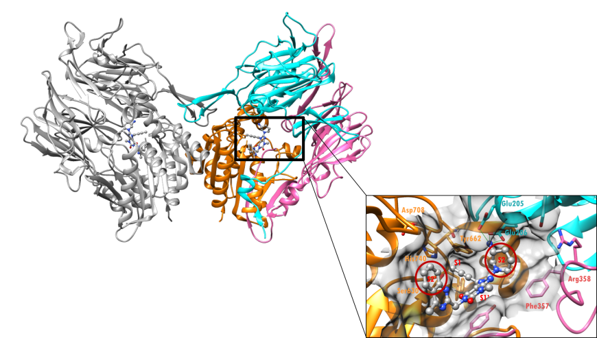 Figure 3. X-ray crystal structure of the DPP-4 dimer (ribbons), with bound linagliptin (ball-and-stick). The DPP-4 monomer on the right is color-coded by region as in Figure 2 and the monomer on the left is shown as a grey ribbon (PDB ID: 2rgu; Eckhardt et al., 2007). The surface of the active site of DPP-4 is shown in the inset. Linagliptin is shown in a ball-and-stick representation, color-coded by atom type (C: gray; N: blue; O: red). Selected residues in the active sites are shown as stick figures.