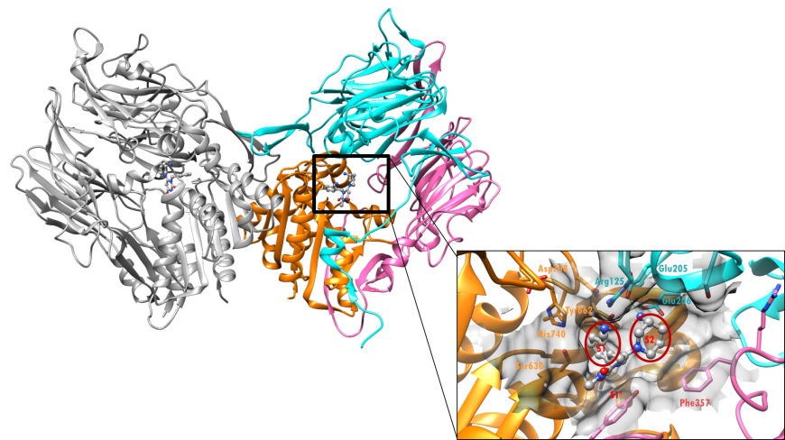 Figure 3. X-ray crystal structure of the DPP-4 dimer (ribbons) with bound alogliptin (ball-and-stick). The DPP-4 monomer on the right is color-coded by region as in Figure 2 and the monomer on the left is shown as a grey ribbon (PDB ID: 3g0b; Zhang et al., 2011). The surface of the active site of DPP-4 is shown in the inset. Alogliptin is shown in a ball-and-stick representation, color-coded by atom type (C: gray; N: blue; O: red). Selected residues in the active sites are shown as stick figures.