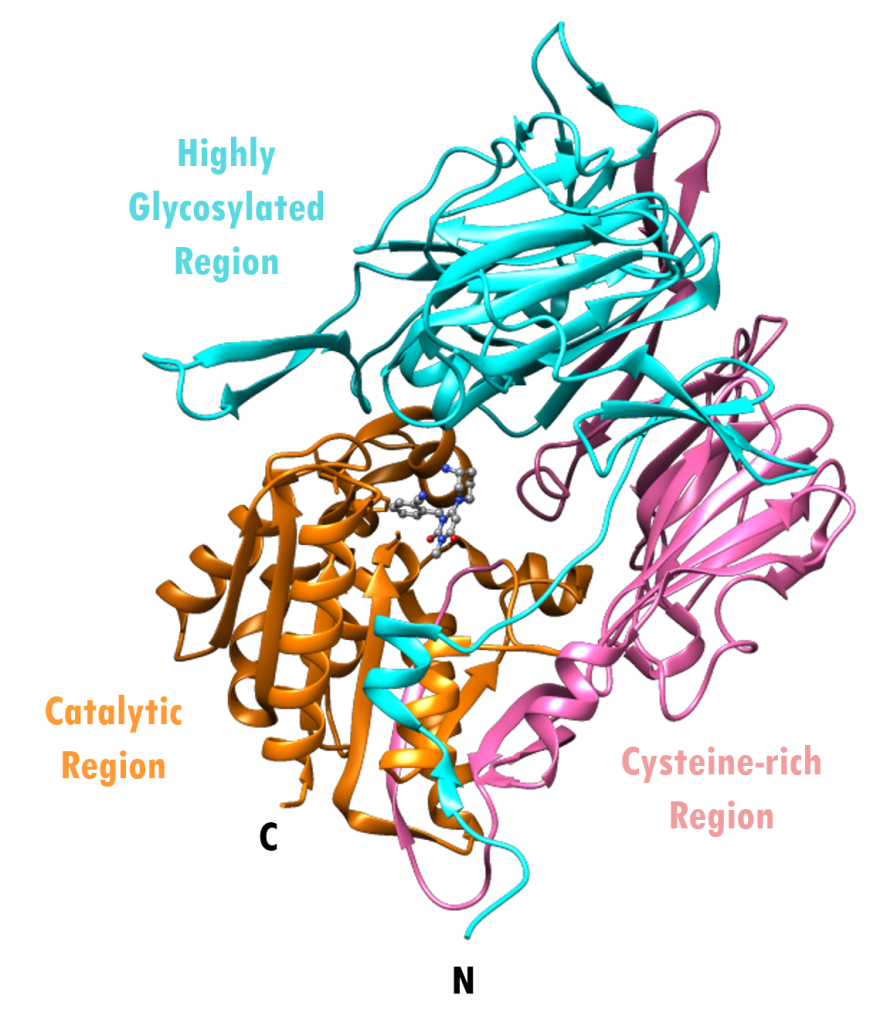 Figure 2. Overall structure of human DPP-4 monomer complexed with alogliptin. The enzyme is shown in ribbon representation highlighting the N- and C-termini, and various regions of the protein - cysteine-rich region (pink), highly glycosylated region (cyan) and catalytic domain (orange). Alogliptin is shown in ball-and-stick representation (PDB ID: 3g0b; Zhang et al., 2011).