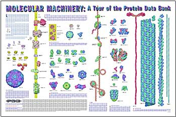 Molecular Machinery: A Tour of the Protein Data Bank
