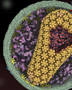 The Science of HIV - A new online resource about HIV biology by Janet Iwasa, Ph.D.