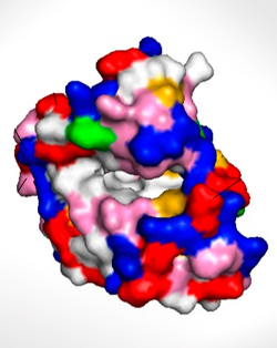 Myoglobin Structure and Function: A multi-week biochemistry laboratory project by Todd P. Silverstein, Willamette University, with assistance from Sarah R. Kirk, Scott C. Meyer, and Karen L. McFarlane Holman