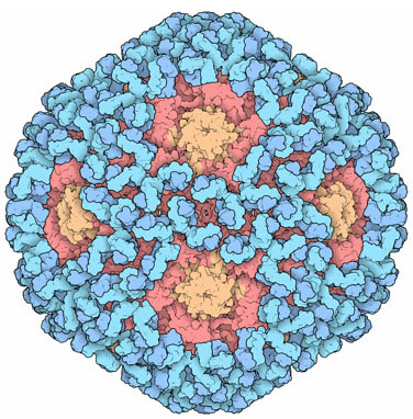 papillomas virus vaccin)