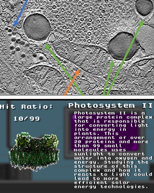 Gaming Structural Biology for General Audiences: Deep Learning, Citizen Science & Puppies: The path towards segmentation of a cryoEM dataset of a virus infected cell by Michele Darrow, Ph.D. and XFEL Crystal Blaster: an educational game by Fiacre Kabayiza and Bill Bauer, Ph.D.