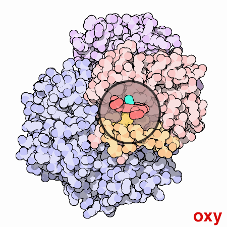 Animation of Hemoglobin switching between oxy and deoxy confirmations