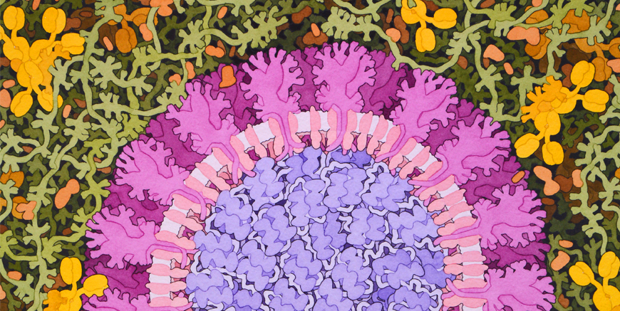 Coronavirus painting by David Goodsell