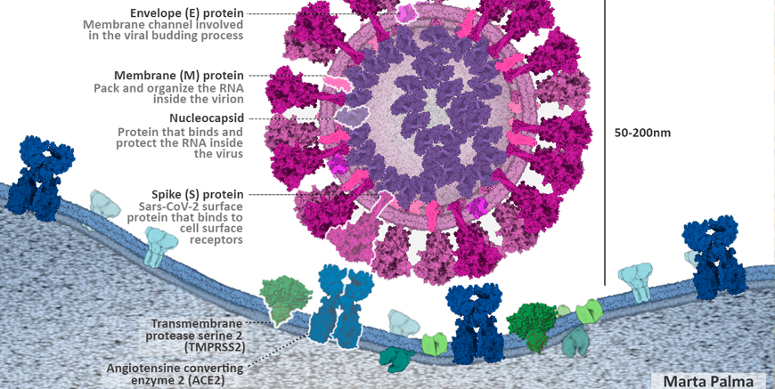 Coronavirus CellPAINT Contest Winner: Best in Science