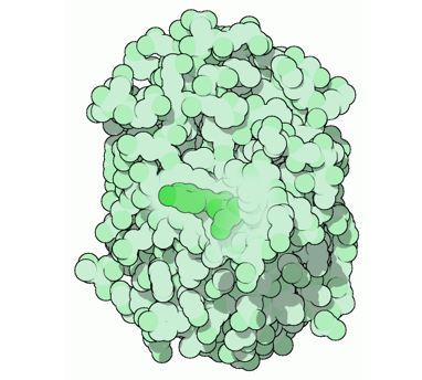 Structure of green fluorescent protein