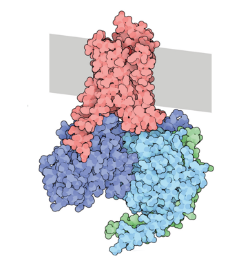 Structure of GPCR