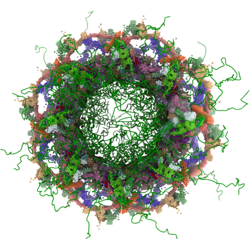 Image of Nuclear Pore Complex