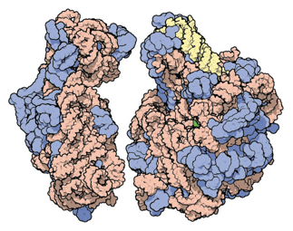 Structure of ribosomes