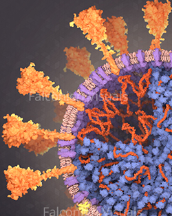 Using PDB Structures to Visualize Science by medical illustrator Veronica Falconieri Hays (Falconeri Visuals).