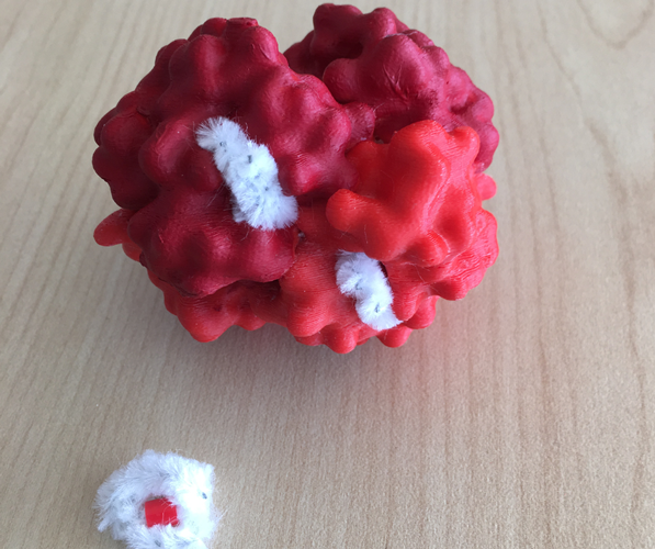 3D printed model of hemoglobin