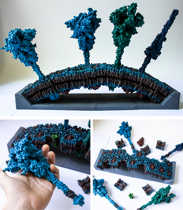 3D printed Model of the SARS-CoV-2 Proteins