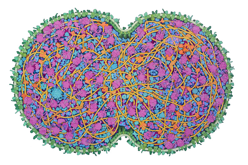 JCVI-syn3A cell painting by David Goodsell