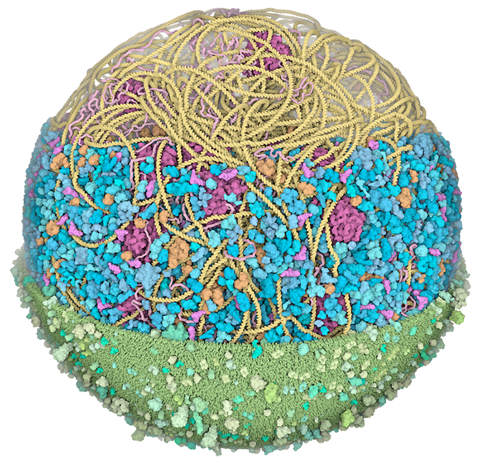 Model of a Mycoplasma Cell