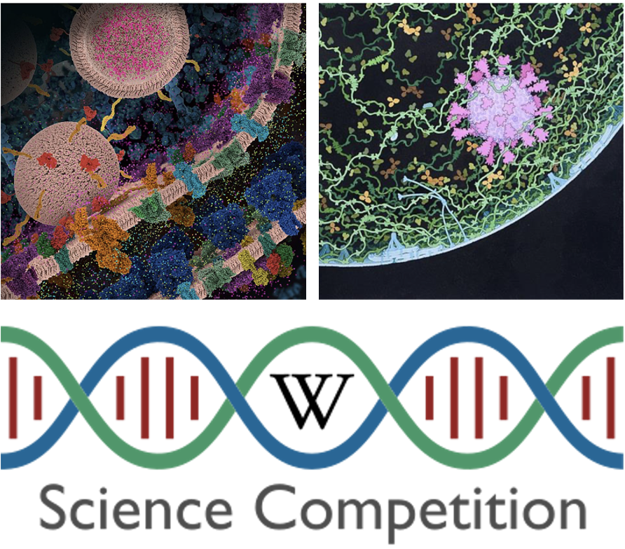 Two PDB-101 images: Molecular view of glutamatergic synapse and Respiratory droplet with SARS-CoV-2 are US finalists for Wiki Science Competition