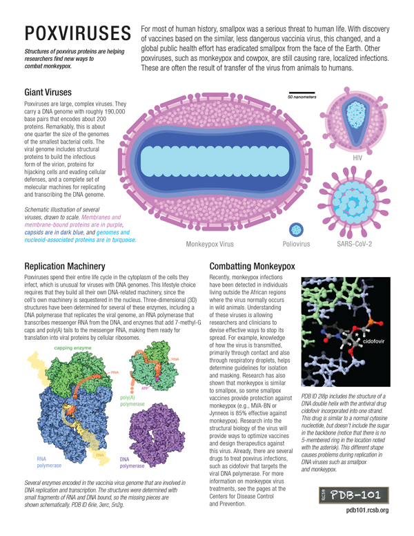 Poxviruses flyer