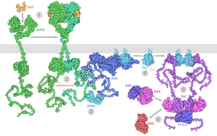 The Raf/MEK/ERK (MAPK) pathway from the Exploring the Structural Biology of Cancer Resource