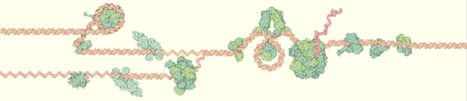Image of DNA and proteins that assist in storing and deploying genetic information.
