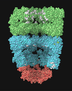 Bringing Proteins to Life: Exploring Protein Structures with Interactive JSmol Views by Ryan Nini, MS and Xinyi Christine Zhang