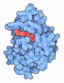 New Delhi metallo-beta-lactamase (PDB ID 4eyl)