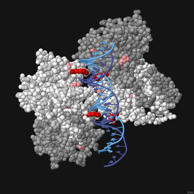 Amyloid-beta precursor protein peptides in backbone representation.