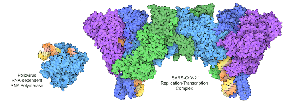 Poliovirus ans SARS-CoV-2 replication machinery